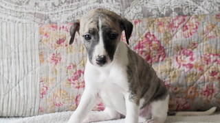 Delta Airlines Sends Puppy to Wrong City—Multiple Times